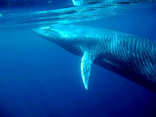 Bryde whale