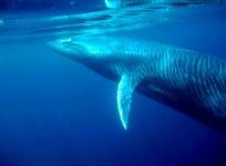 Bryde whale