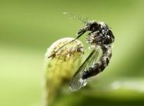 Zika virus