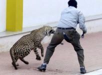 leopard bangalore