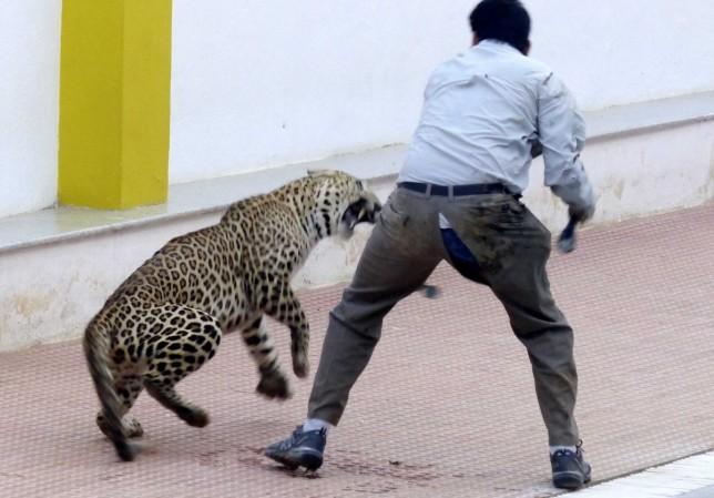 leopard bangalore