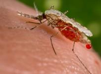malaria