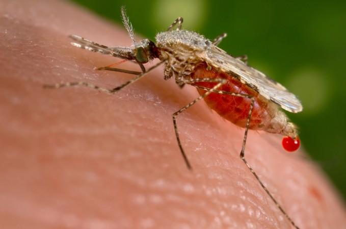 GA2 participants also exhibited a strong proinflammatory response. Both GA2 and GA1 also induced similar antibody titers against the P. falciparum circumsporozoite protein malaria