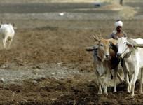 farmers maharashtra