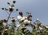 GM Cotton Monsanto