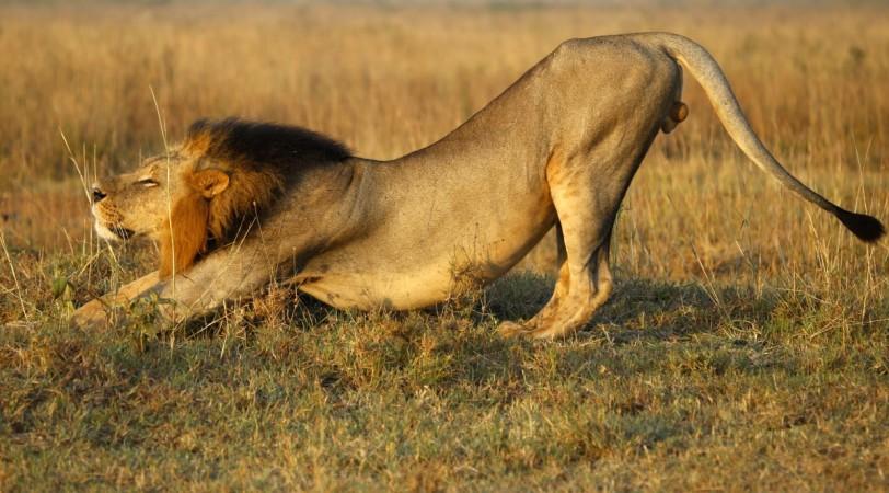 lion nairobi