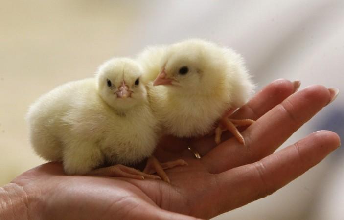 Shocking video of how chickens are treated in industries