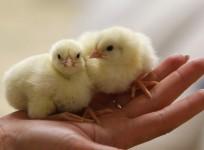 Shocking video of how chickens are treated in industries