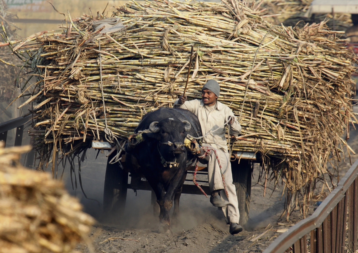 Сахарный тростник производство. Сахарный тростник в древней Индии. Сахарный тростник в Индии. Сахар из тростника в древней Индии. Сбор сахарного тростника.