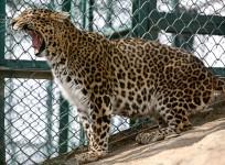 leopard