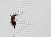 Zika: Biologists develops possible mosquito-repellent clothes detergent