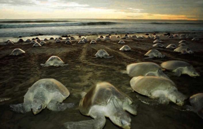 Olive Ridley