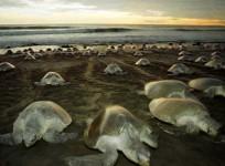Olive Ridley