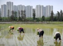 Farmer Tax