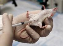 drug tests on animals