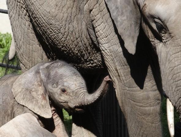 Four surrender for attacking wild elephant in Wayanad