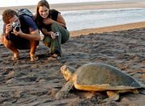 FTA tourist arrivals foreigners india, e-tourists, foreign tourists