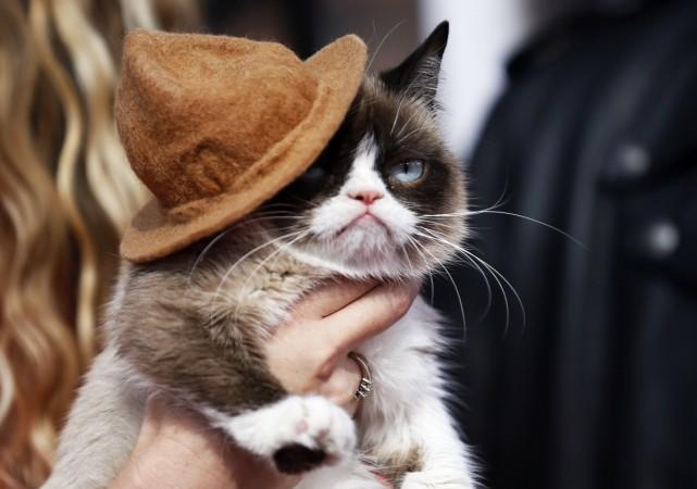 Grumpy Cat