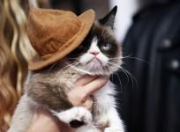 Grumpy Cat