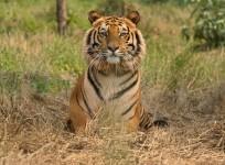 Tigers india