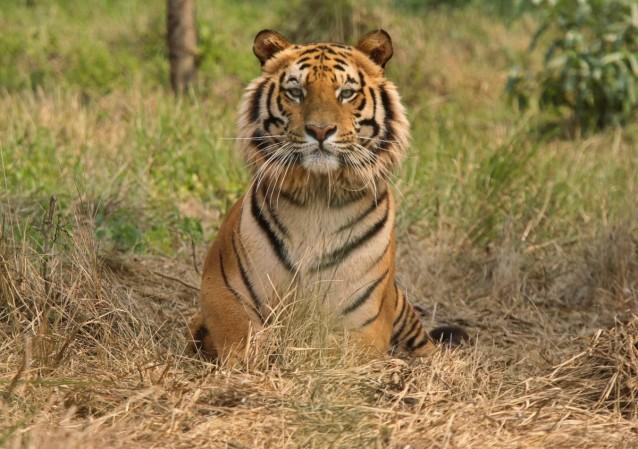 (Representational Image) Tigers india