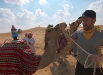 The teams will race camels in Dubai