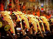 Caparisoned elephants during the Thrissur Festival