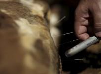 veterinary