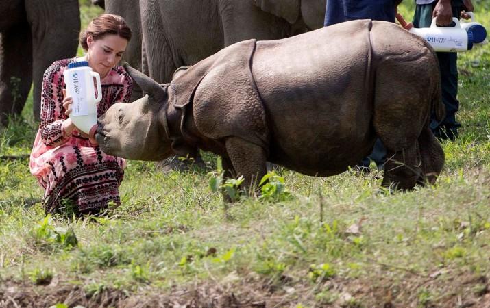 Kate Middleton feeding a baby rhino