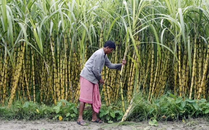 sugar india sugar crushing isma