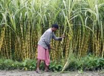 sugar india sugar crushing isma