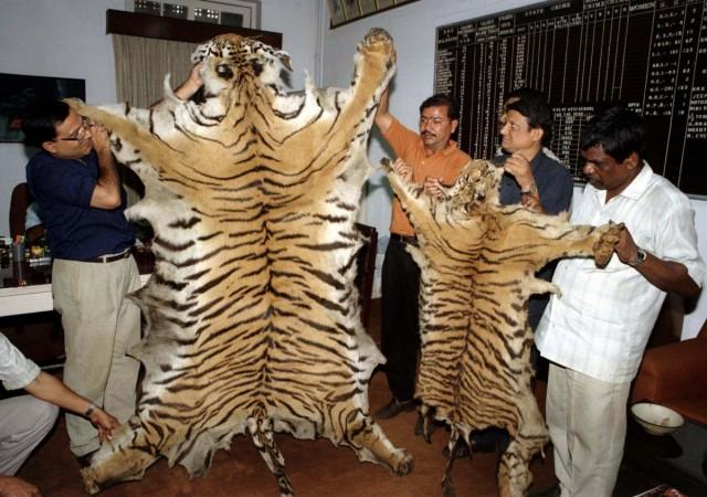 Poachers Tiger