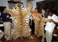 Poachers Tiger