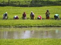 India GDP agriculture gdp estimate rural demand