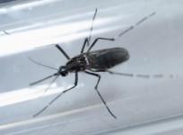 Zika,