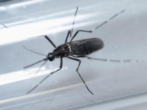 Representational picture of Zika causing mosquito Zika