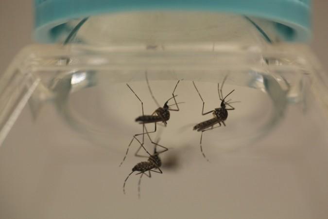 malaria