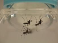 malaria