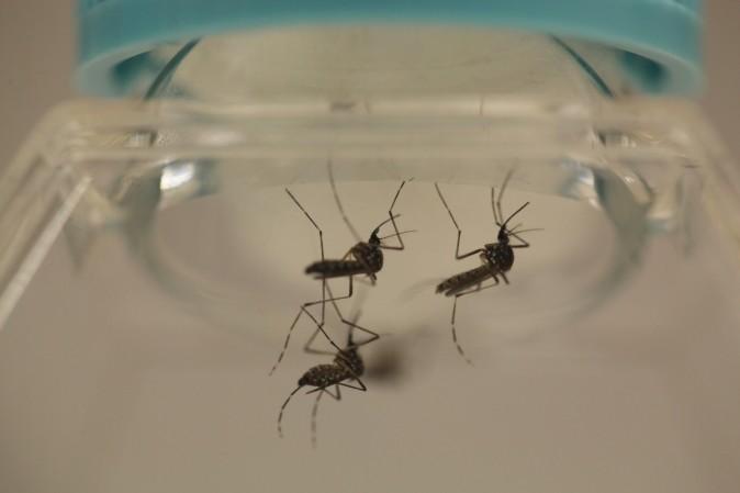 malaria