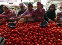 tomato prices tomato karnataka food inflation cpi inflation retail inflation india tomato crop