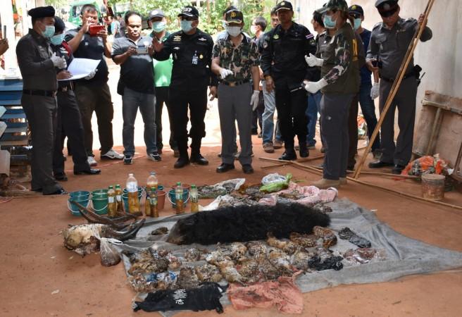 Dead tiger cubs are displayed by Thai officials after they were found during a raid on the controversial Tiger Temple