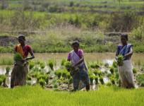 rice paddy msp modi government kharif season crops food inflation