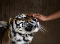 tigers