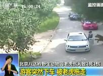 China tiger attack
