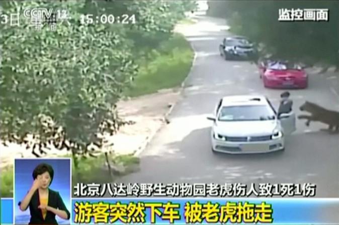 China tiger attack