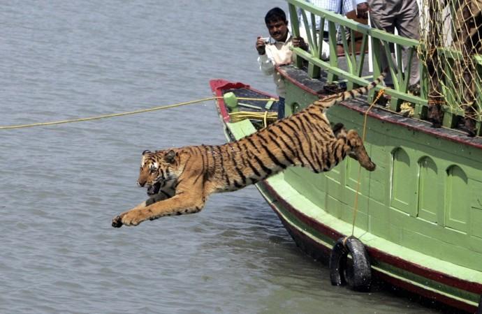 tiger tourism india incredible poaching tiger day tiger project wildlife sanctuary park killing reserve bengal siberian