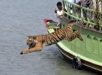 tiger tourism india incredible poaching tiger day tiger project wildlife sanctuary park killing reserve bengal siberian