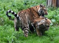 tiger-tourism-india-incredible-poaching-tiger-day-tiger-project-wildlife-sanctuary-park-killing-reserve-bengal-siberian