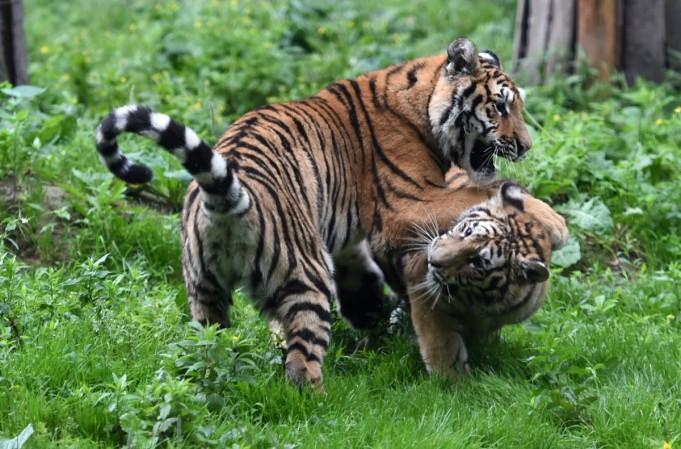 tiger tourism india incredible poaching tiger day tiger project wildlife sanctuary park killing reserve bengal siberian