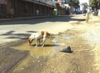 Karnataka bandh
